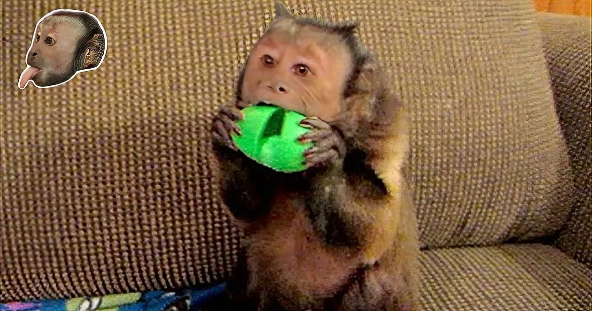 A capuchin monkey with brown fur indoors in a living room setting, holding something green.