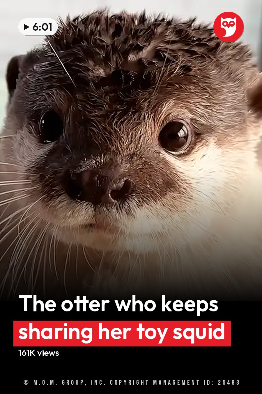 An adult otter with dark brown head and lighter body fur in an indoor setting near a window, partially lit by natural light. The headline runs in white letters across the lower third.