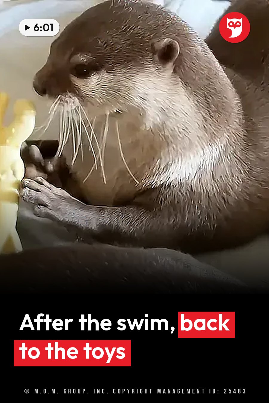 A wet otter holds a yellow toy in both front paws and looks at it closely. A headline runs in white letters across the lower third.