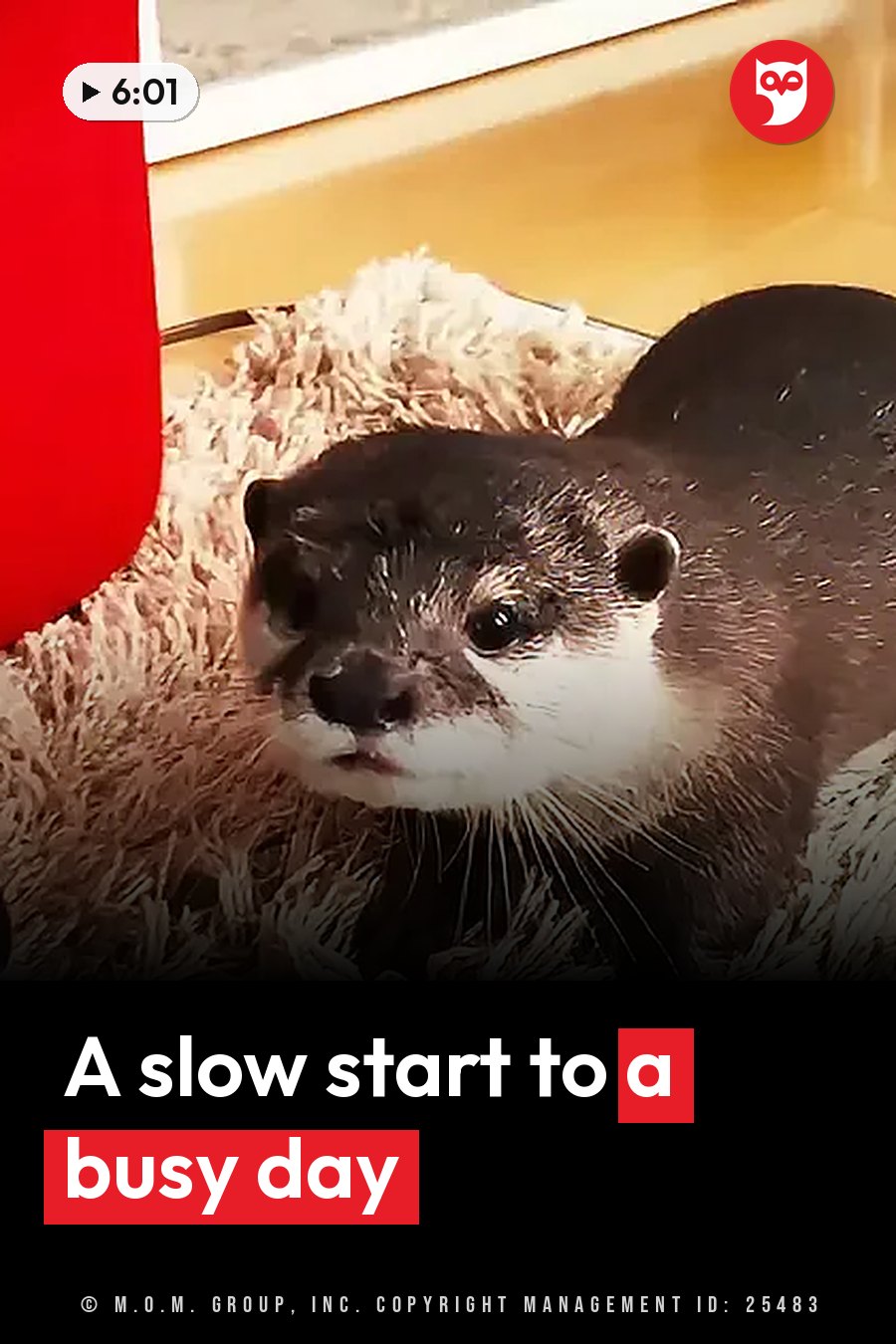 A dark-furred otter with white face markings sits on a shaggy rug, looking straight ahead. A headline runs in white letters across the lower third.