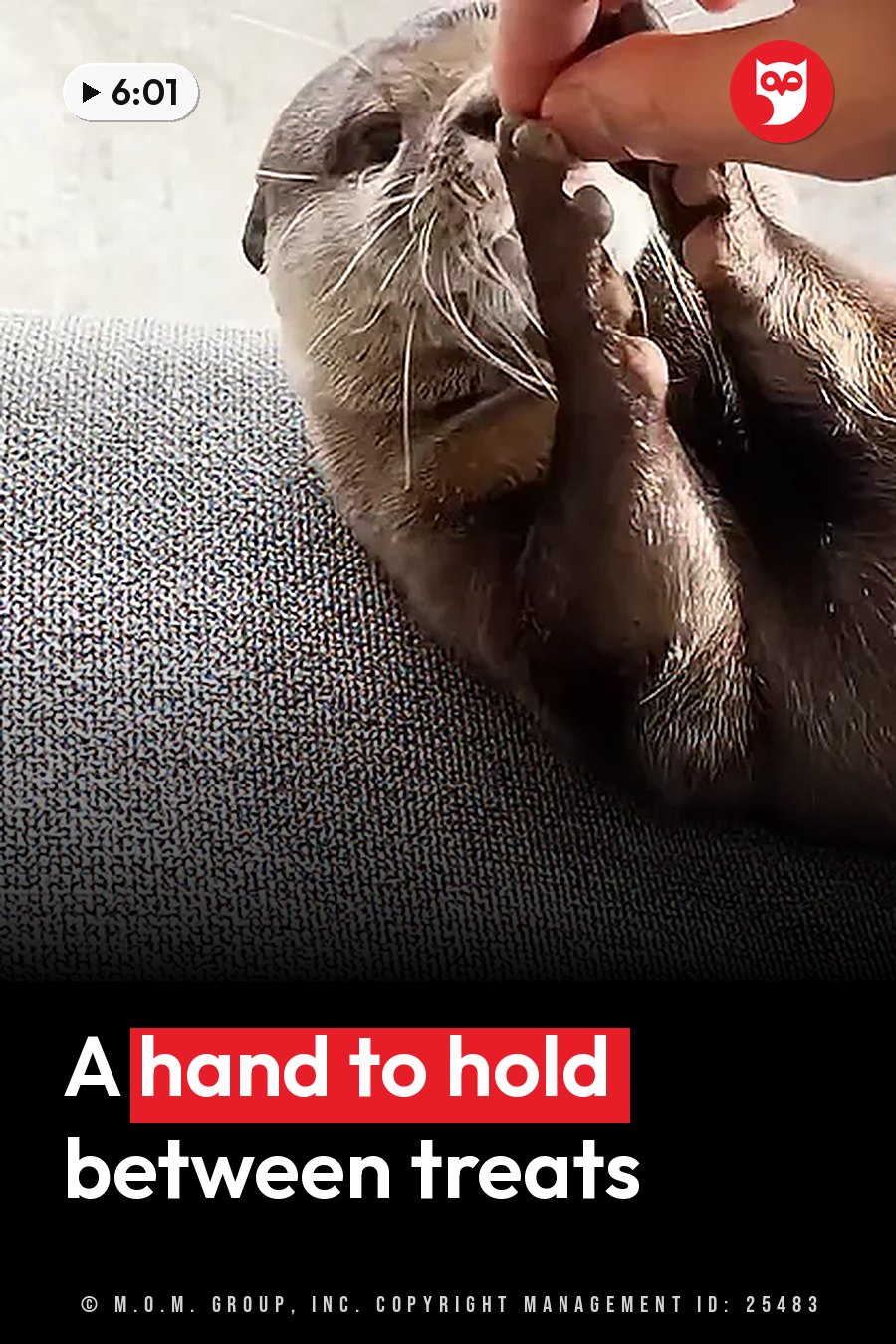 A person's hand holds the paw of an otter lying belly up on a textured surface. A headline runs in white letters across the lower third.
