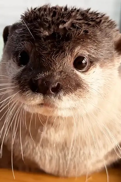 An adult otter with dark brown head and lighter body fur in an indoor setting near a window, partially lit by natural light.