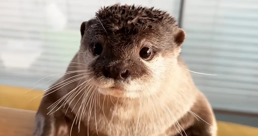 An adult otter with dark brown head and lighter body fur in an indoor setting near a window, partially lit by natural light.