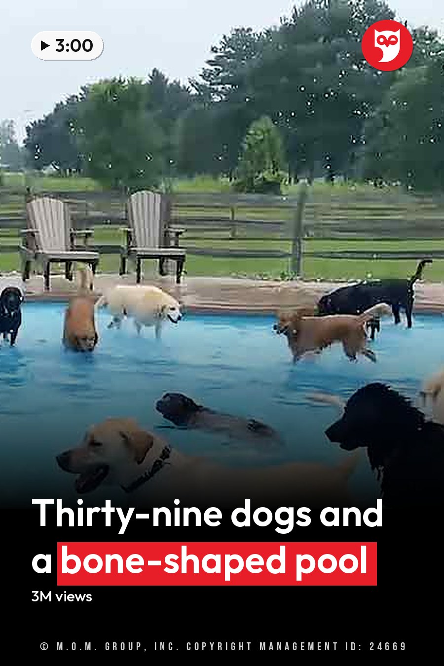 Adult-sized golden retrievers and mixed-breed dogs swimming in an outdoor backyard pool surrounded by green grass, trees, and a wooden pergola with string lights. Overcast weather during daytime. The headline runs in white letters across the lower third.