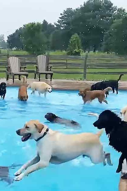 Adult-sized golden retrievers and mixed-breed dogs swimming in an outdoor backyard pool surrounded by green grass, trees, and a wooden pergola with string lights. Overcast weather during daytime.