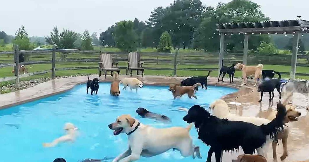 Adult-sized golden retrievers and mixed-breed dogs swimming in an outdoor backyard pool surrounded by green grass, trees, and a wooden pergola with string lights. Overcast weather during daytime.