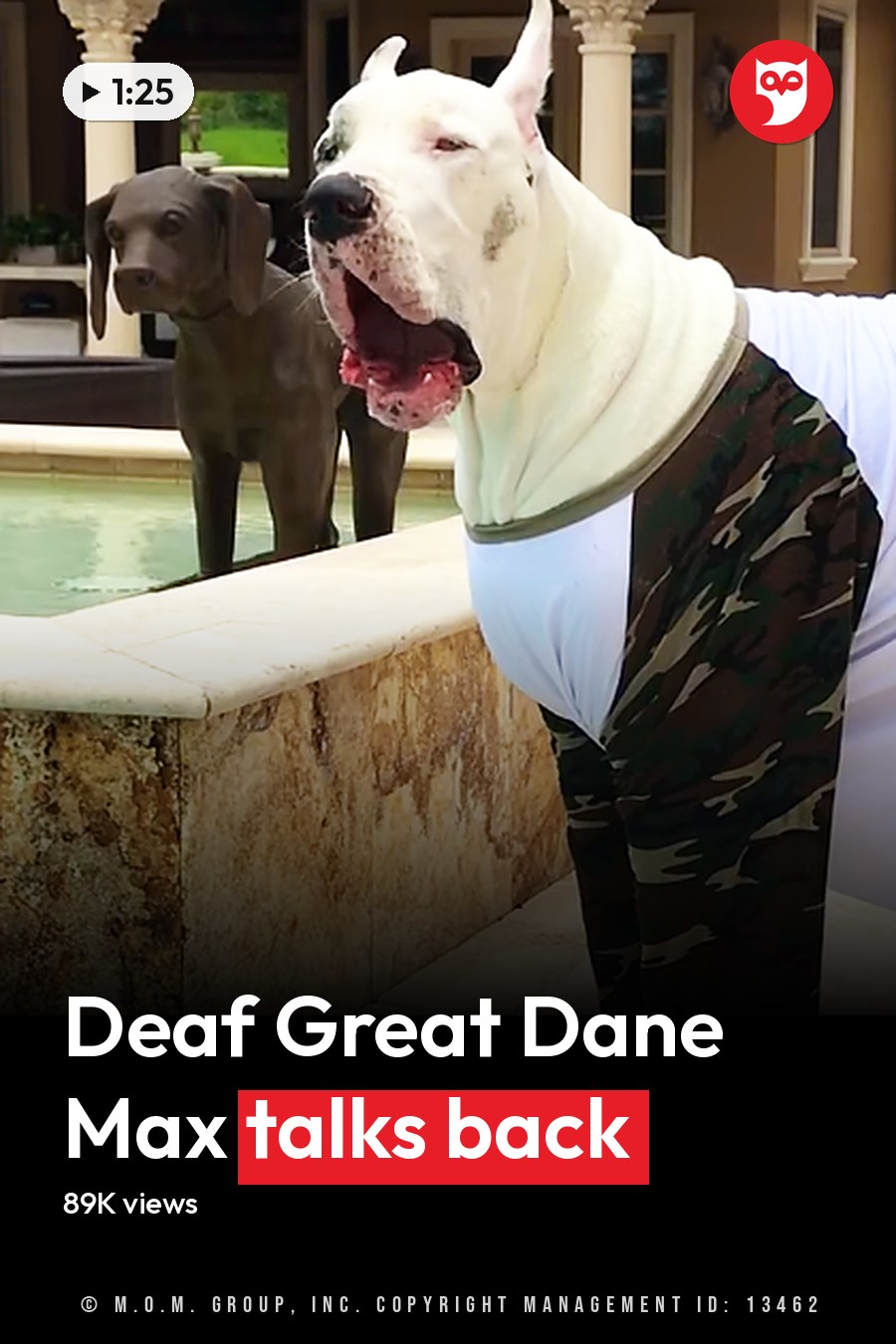 A Great Dane or similar adult-sized dog with white fur and dark markings, wearing a camouflage-patterned outfit over a white shirt, stands in front of a residential house with columns, glass doors, and windows. A stone-edged pool and patio furniture are visible near the entrance. The headline runs in white letters across the lower third.