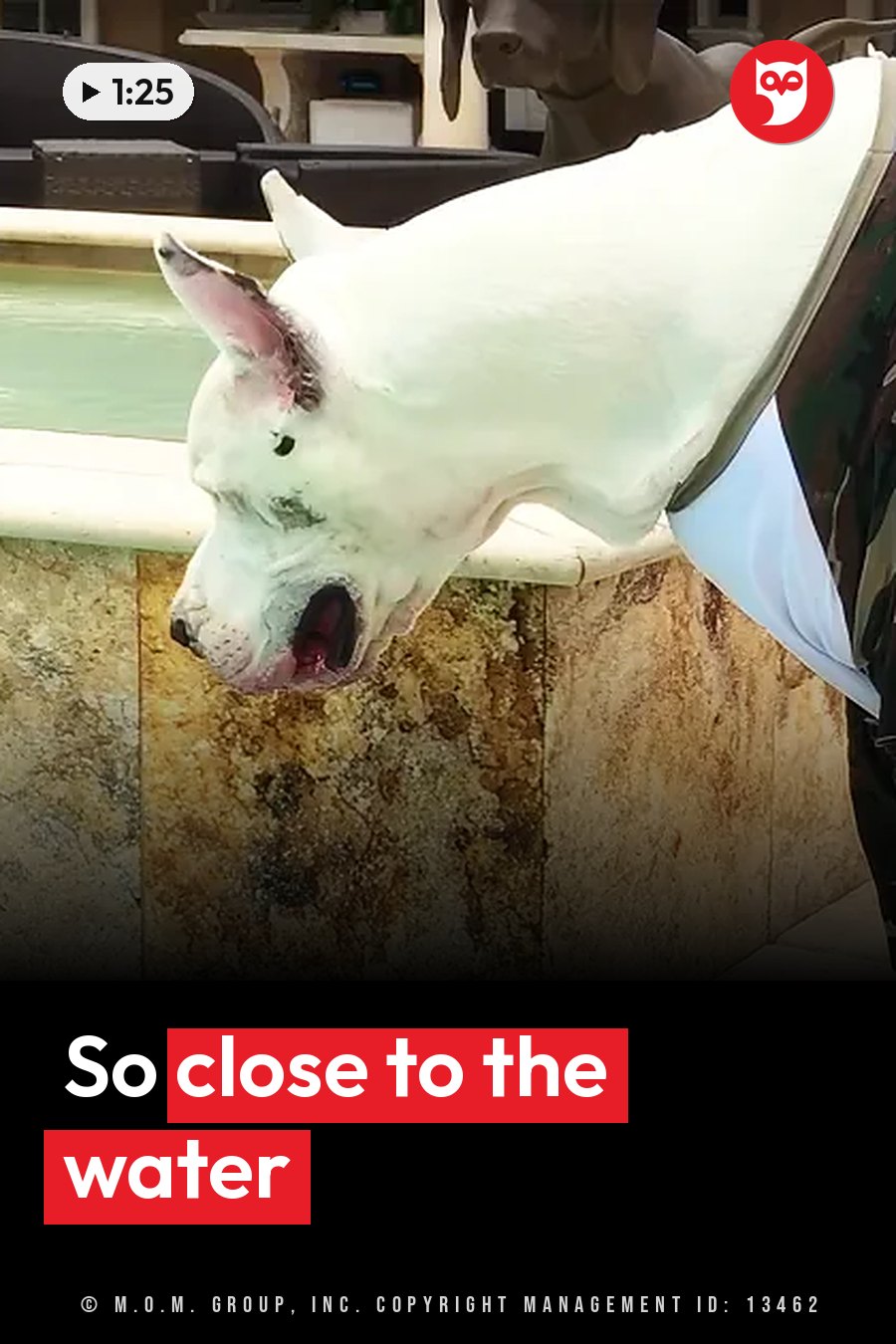 A white Great Dane with pointed ears leans over a stone ledge near water, mouth open, with a light blue cloth around his neck. A headline runs in white letters across the lower third.