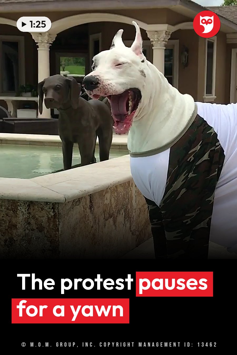 A white dog in a camouflage vest yawns widely beside a pool, with a gray statue of a dog nearby. A headline runs in white letters across the lower third.