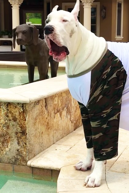 A Great Dane or similar adult-sized dog with white fur and dark markings, wearing a camouflage-patterned outfit over a white shirt, stands in front of a residential house with columns, glass doors, and windows. A stone-edged pool and patio furniture are visible near the entrance.