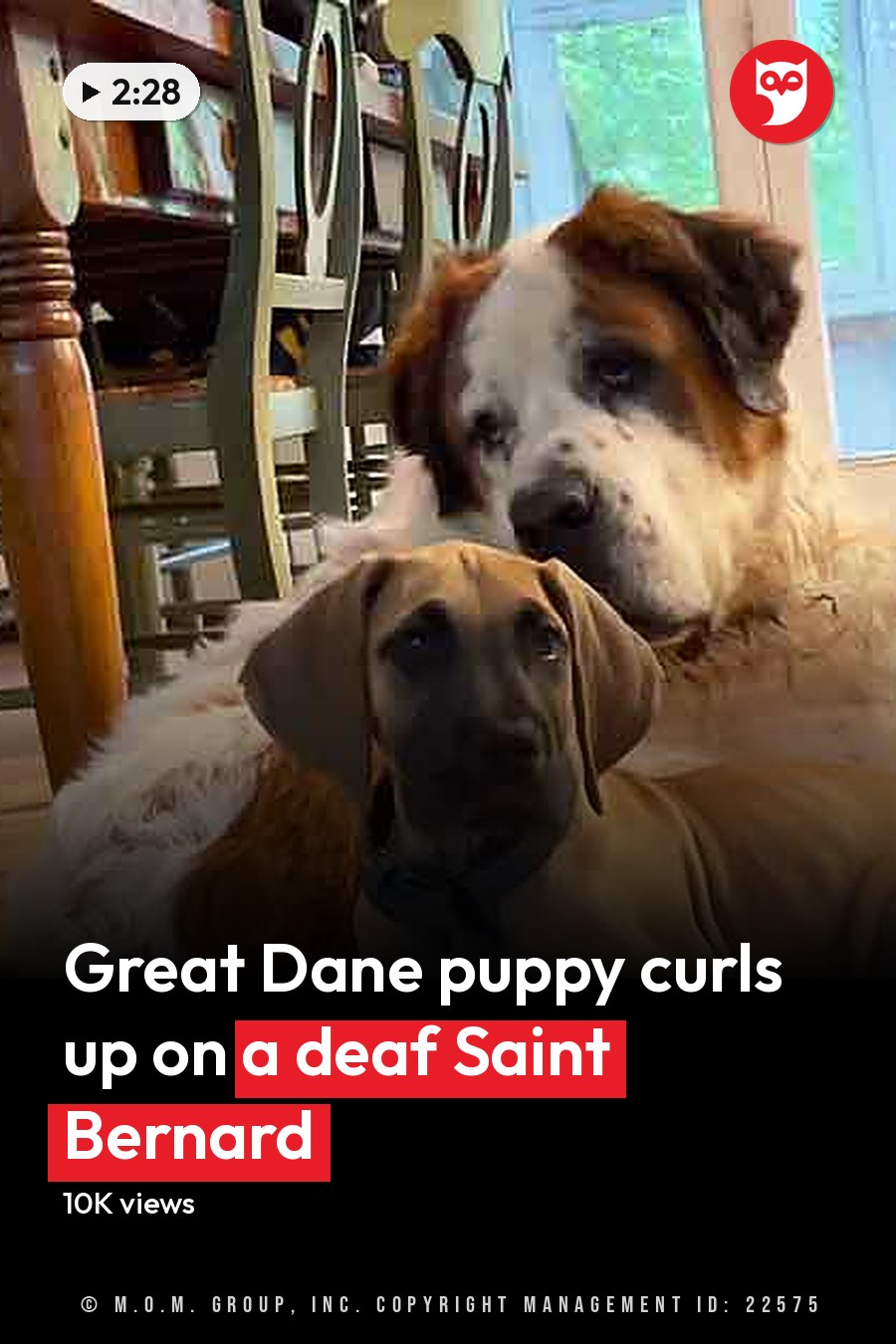 Two adult dogs, one St. Bernard with white and brown fur, another Great Dane or similar breed, in a home dining area with wooden furniture and sliding glass door leading to greenery outside. The headline runs in white letters across the lower third.