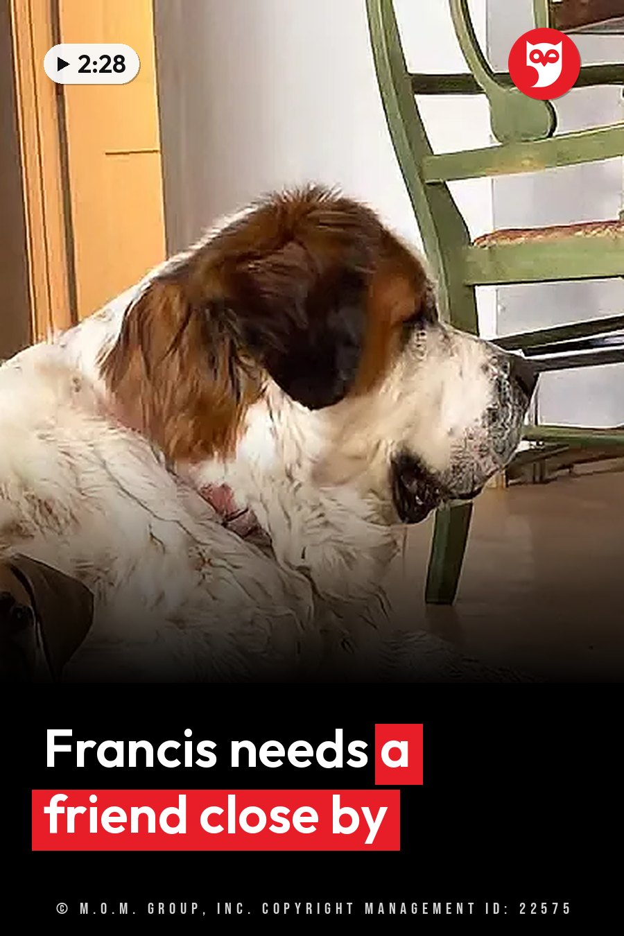 Francis, a large Saint Bernard with brown and white fur, sits indoors near a green chair with her head turned slightly to the side. A headline runs in white letters across the lower third.