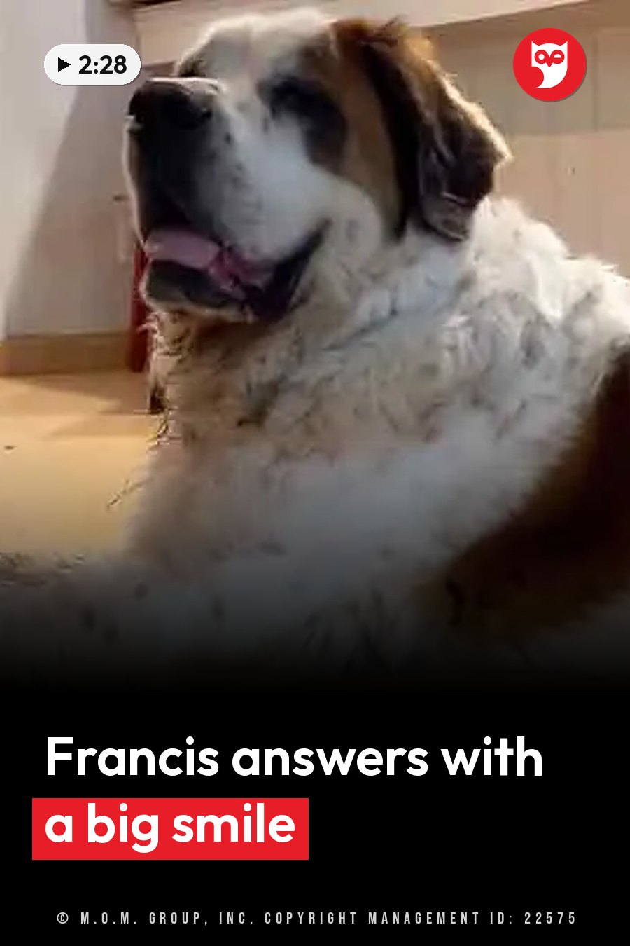 Francis, a fluffy Saint Bernard with white and brown fur, lies down indoors with her mouth slightly open. A headline runs in white letters across the lower third.
