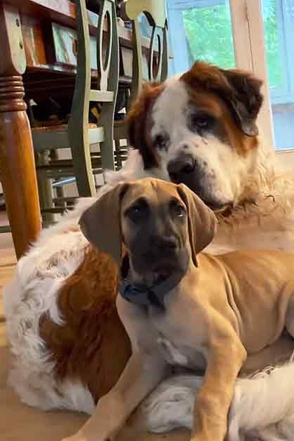 Two adult dogs, one St. Bernard with white and brown fur, another Great Dane or similar breed, in a home dining area with wooden furniture and sliding glass door leading to greenery outside.
