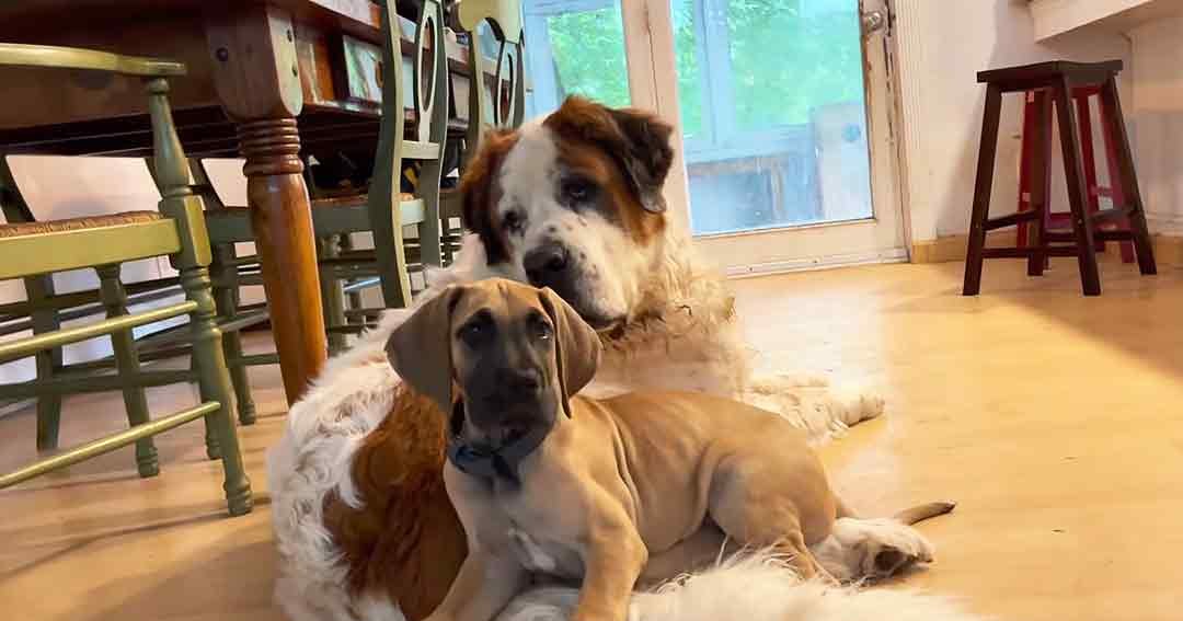 Two adult dogs, one St. Bernard with white and brown fur, another Great Dane or similar breed, in a home dining area with wooden furniture and sliding glass door leading to greenery outside.