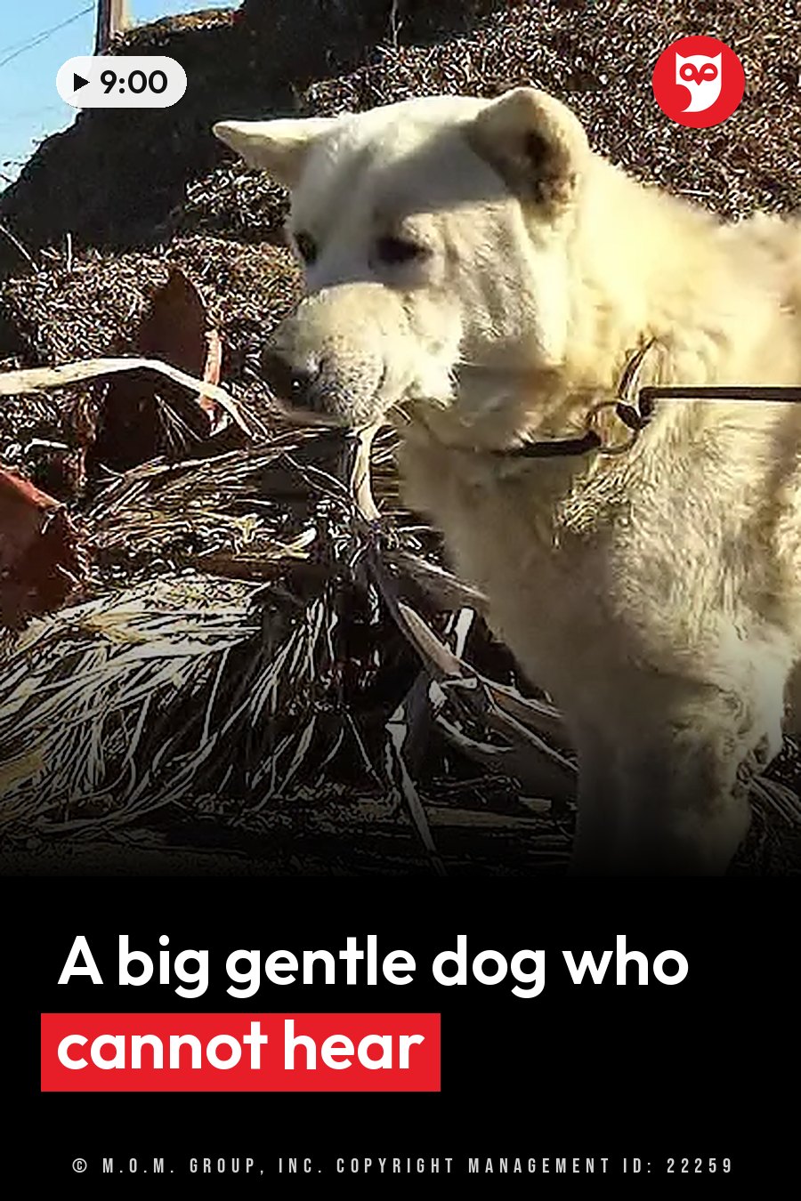 A white dog wearing a collar stands near dry plants in bright sunlight. A headline runs in white letters across the lower third.