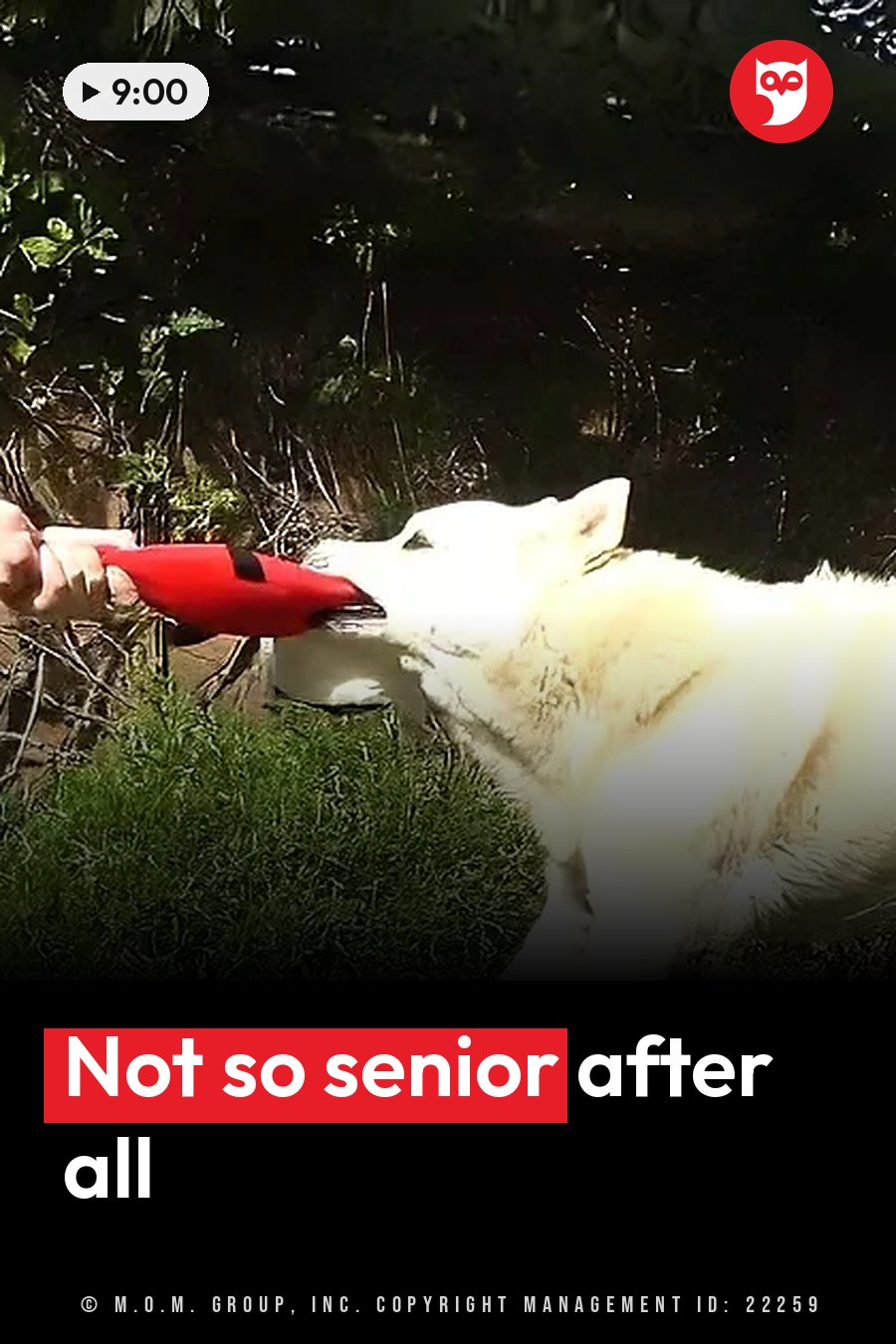 A person holds out a red toy and a white dog bites it on the grass near some bushes. A headline runs in white letters across the lower third.