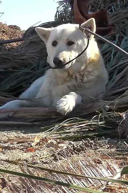 A white adult dog resting on dry grass in a late summer to early fall outdoor setting with electrical poles visible in the distance.