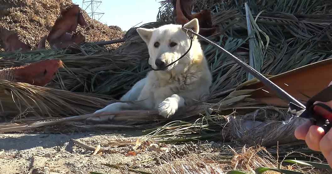 A white adult dog resting on dry grass in a late summer to early fall outdoor setting with electrical poles visible in the distance.