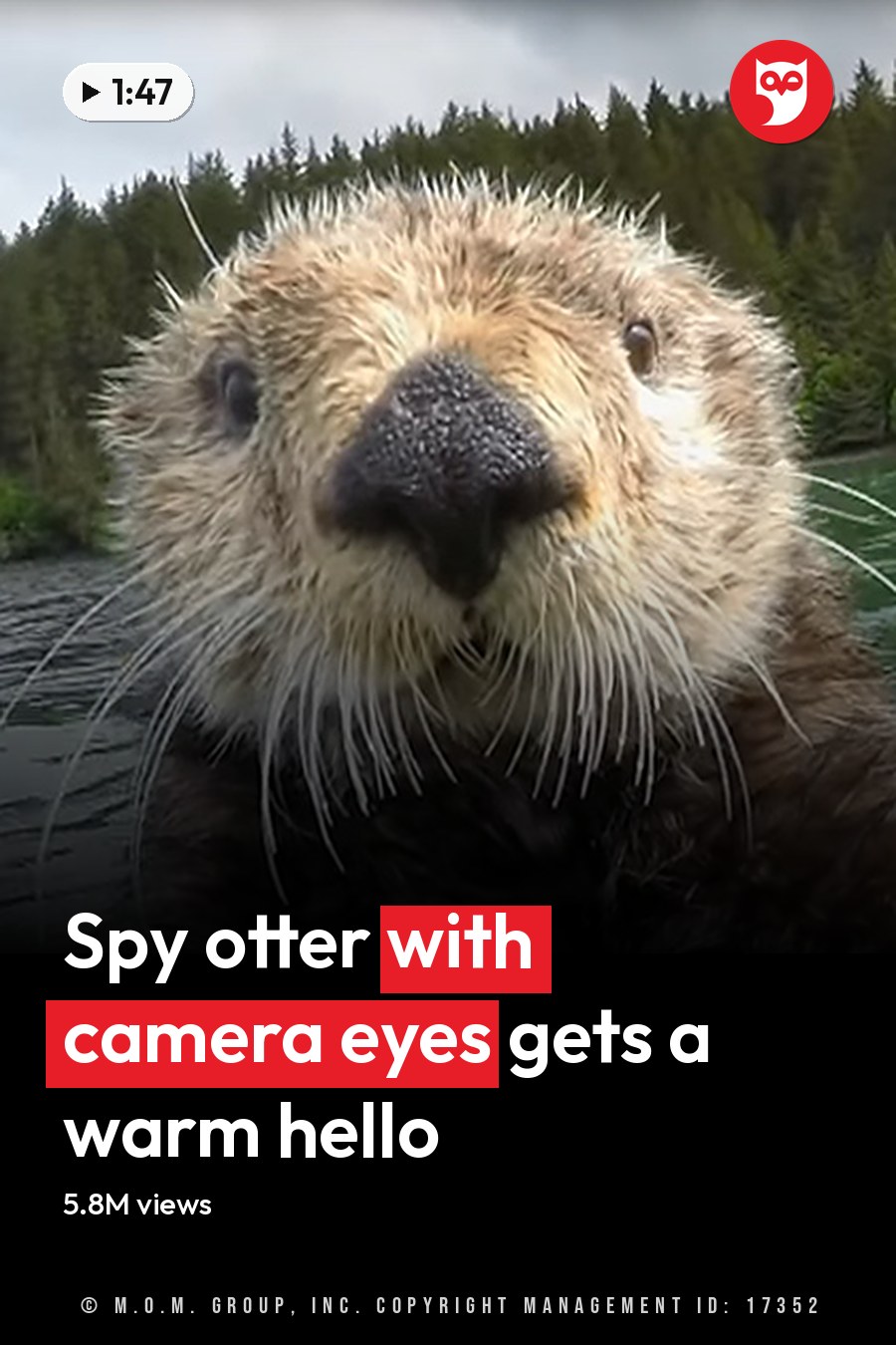 Adult-sized brown-and-white otter in a forested area near water, partly cloudy sky suggesting late spring or summer daylight conditions. The headline runs in white letters across the lower third.