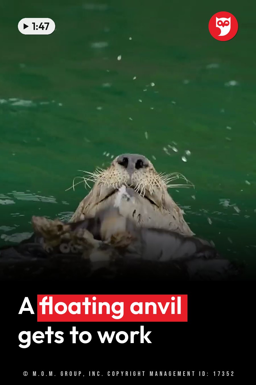 A sea otter floats on its back holding food in its paws, with water droplets splashing around its face. A headline runs in white letters across the lower third.