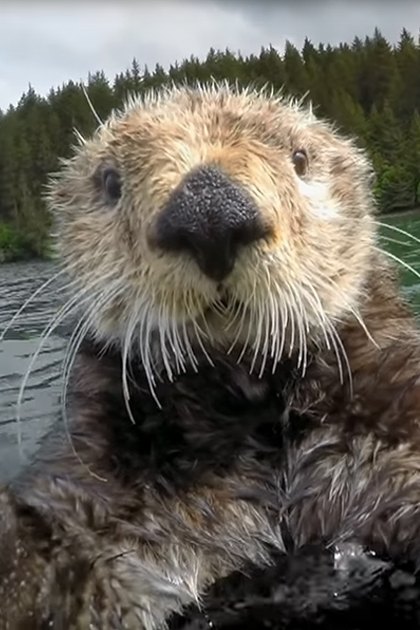 Adult-sized brown-and-white otter in a forested area near water, partly cloudy sky suggesting late spring or summer daylight conditions.