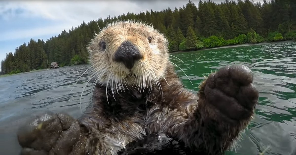 Adult-sized brown-and-white otter in a forested area near water, partly cloudy sky suggesting late spring or summer daylight conditions.