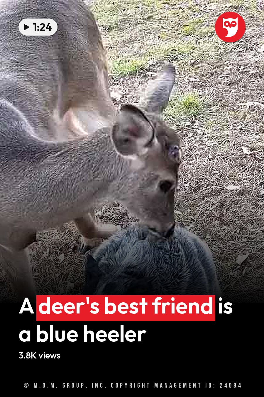An adult deer with light brown fur stands on a grassy field, accompanied by an adult dog with grayish-blue fur in daylight during spring or summer. The headline runs in white letters across the lower third.