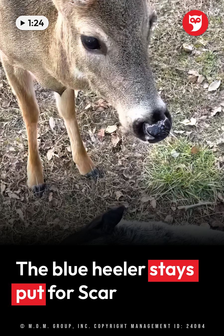 A deer stands with head lowered toward a dog lying on grass scattered with leaves. A headline runs in white letters across the lower third.