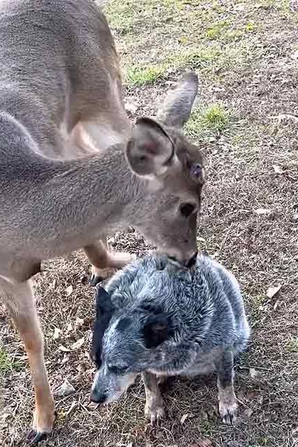 An adult deer with light brown fur stands on a grassy field, accompanied by an adult dog with grayish-blue fur in daylight during spring or summer.