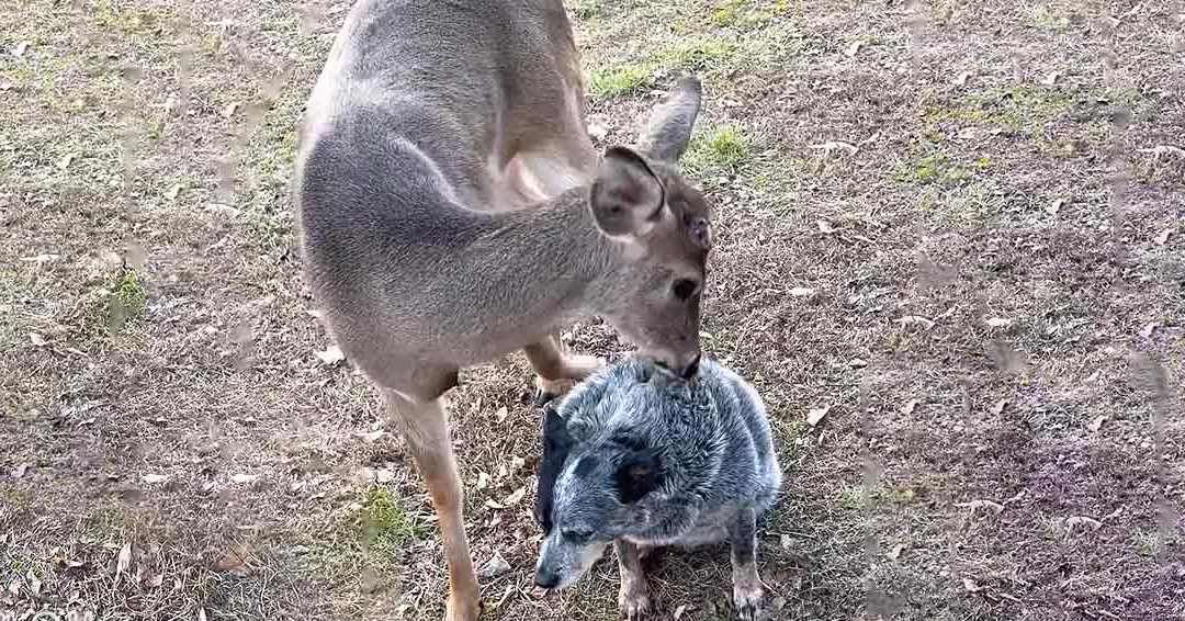 An adult deer with light brown fur stands on a grassy field, accompanied by an adult dog with grayish-blue fur in daylight during spring or summer.