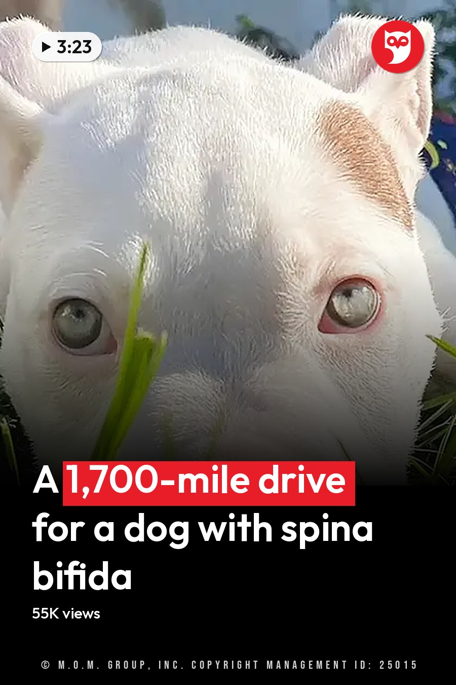 A white puppy with light-colored eyes and pink nose lying on green grass, surrounded by trees and bright sunlight. The headline runs in white letters across the lower third.