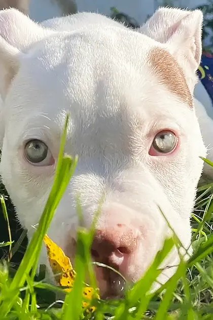 A white puppy with light-colored eyes and pink nose lying on green grass, surrounded by trees and bright sunlight.