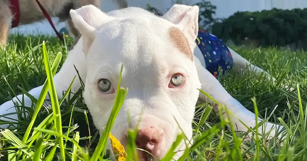A white puppy with light-colored eyes and pink nose lying on green grass, surrounded by trees and bright sunlight.
