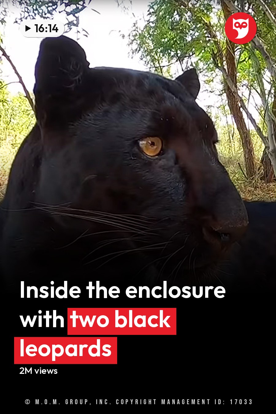 A melanistic jaguar in a forested area during daytime with green foliage and brown tree trunks. The headline runs in white letters across the lower third.