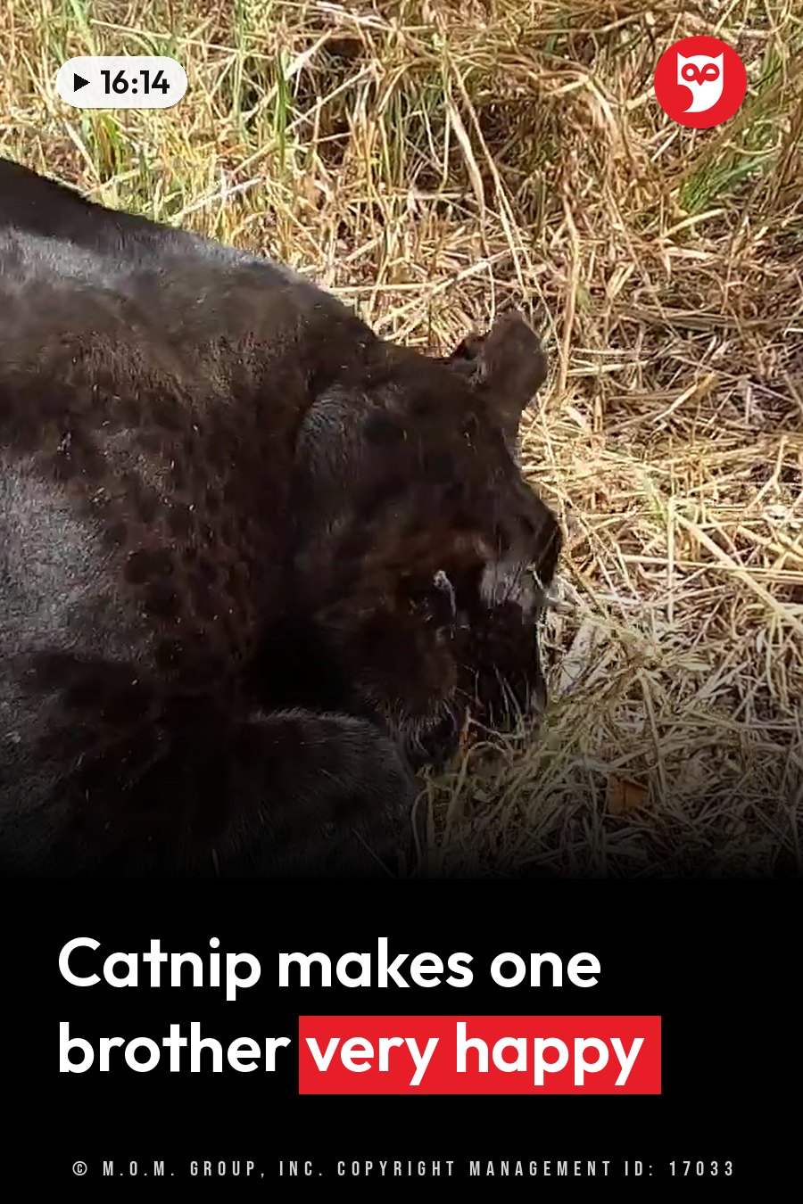 A black leopard with faint spots lies on dry grass with his head lowered near the ground. A headline runs in white letters across the lower third.