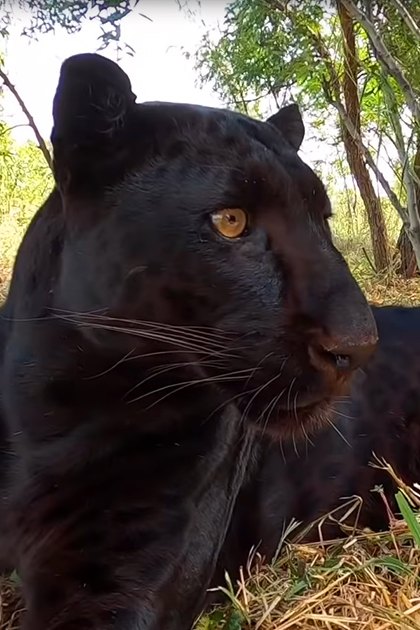 A melanistic jaguar in a forested area during daytime with green foliage and brown tree trunks.