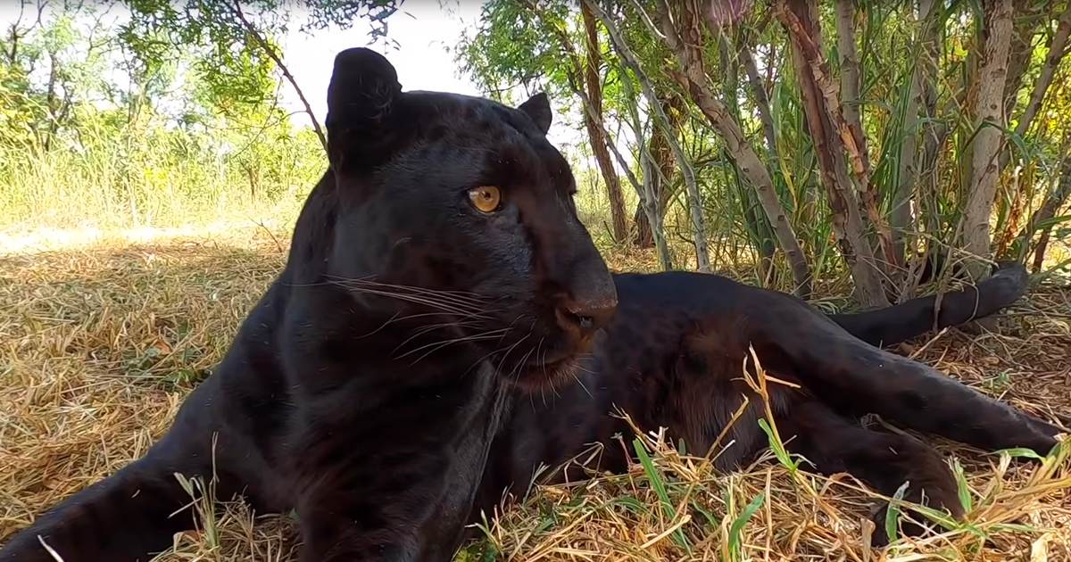 A melanistic jaguar in a forested area during daytime with green foliage and brown tree trunks.