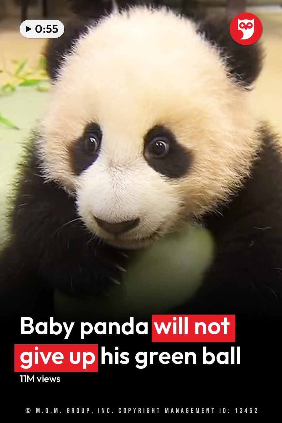 A young panda cub in an indoor setting with a green ball and bamboo leaves around it. The headline runs in white letters across the lower third.