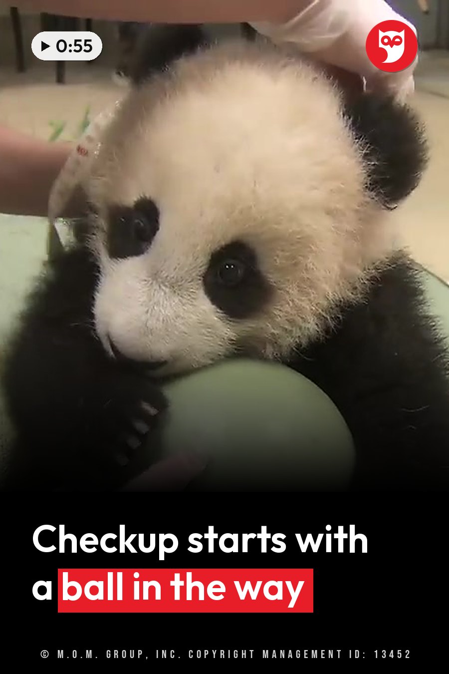 A baby panda holds a green ball while a gloved hand rests on top of his head. A headline runs in white letters across the lower third.