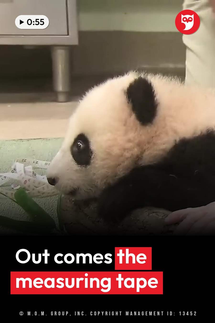 A young panda cub lies on a green mat next to a measuring tape and a person's hand. A headline runs in white letters across the lower third.