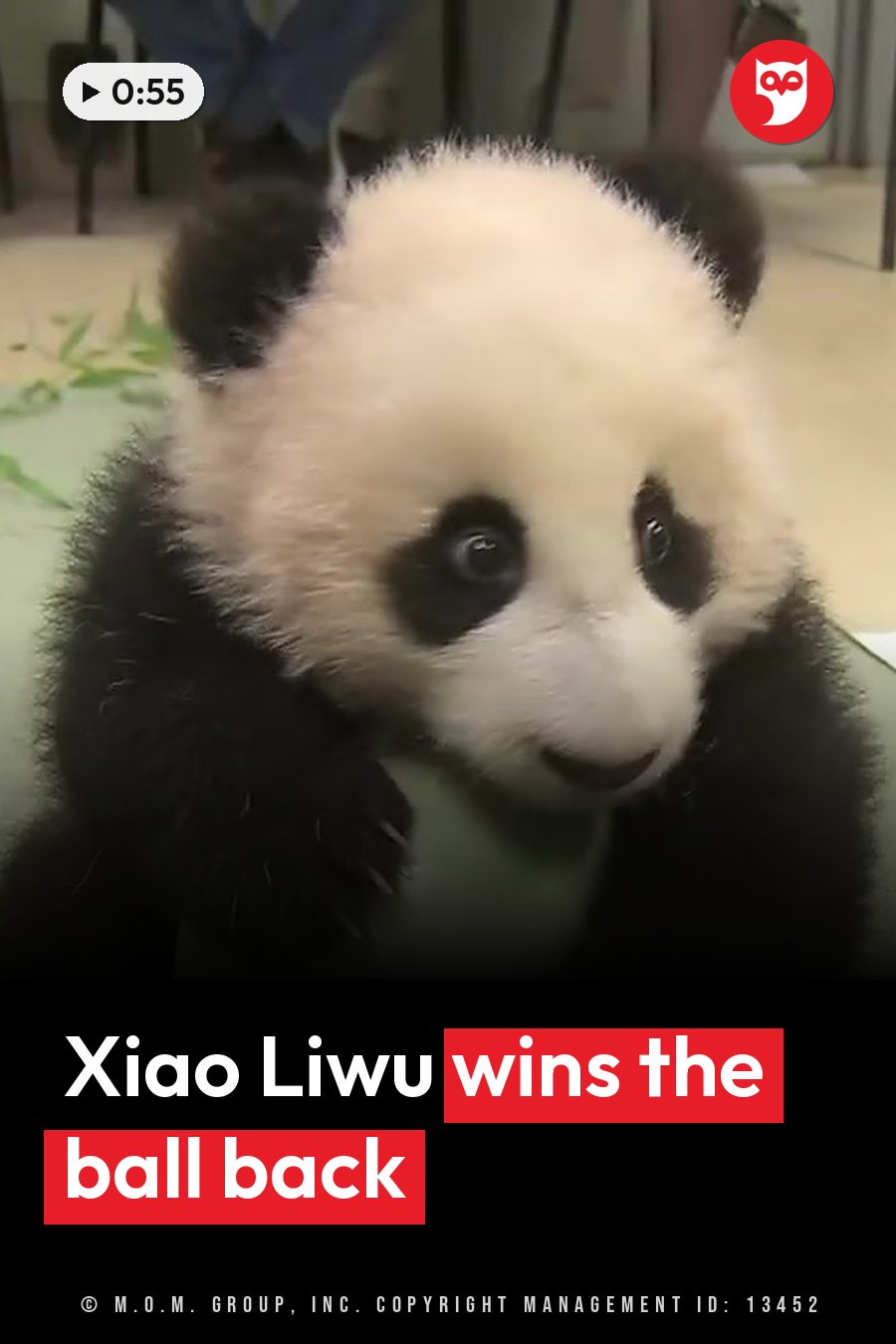A young panda cub sits upright and looks straight ahead, with dark eyes and black-and-white fur. A headline runs in white letters across the lower third.