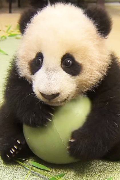 A young panda cub in an indoor setting with a green ball and bamboo leaves around it.