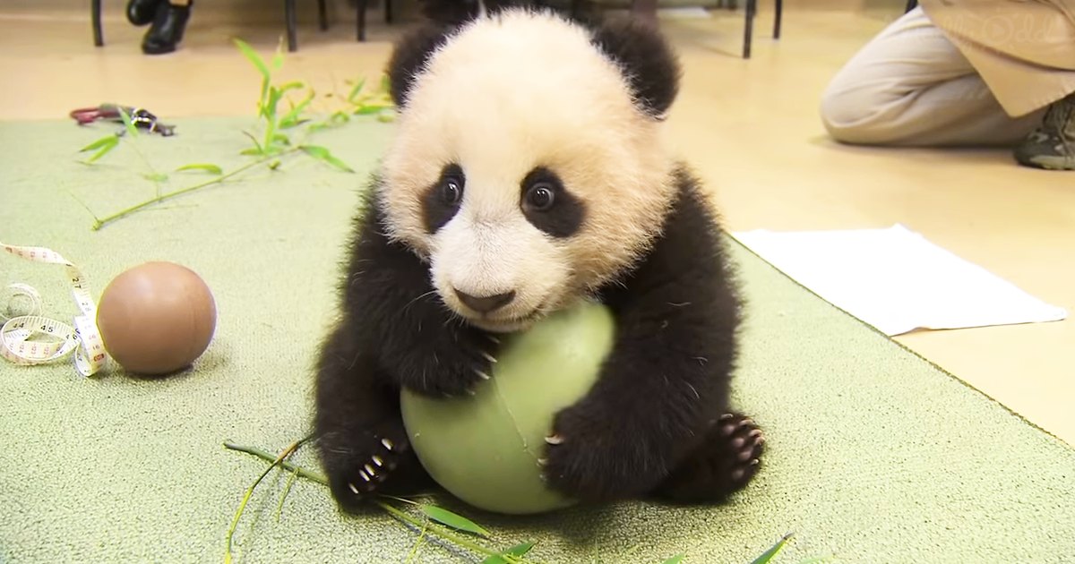 A young panda cub in an indoor setting with a green ball and bamboo leaves around it.