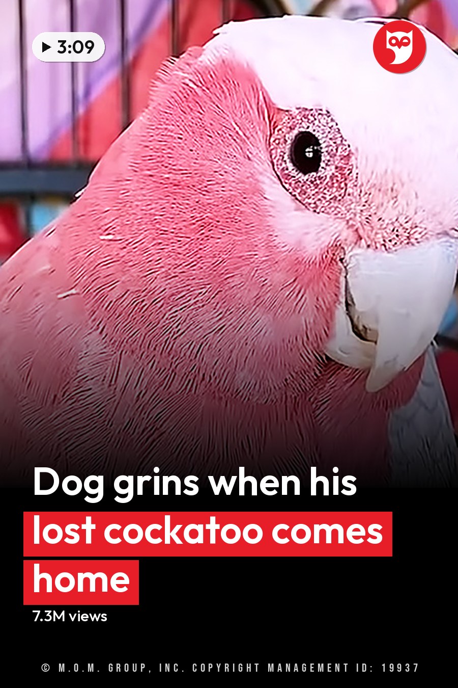 A pink cockatoo with white head feathers perches indoors, near a brown dog on a cushioned pet bed under natural daylight. The headline runs in white letters across the lower third.