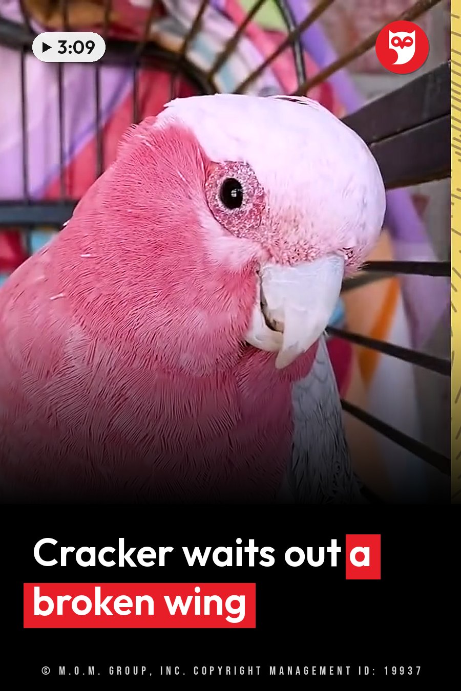 A pink cockatoo with a white head perches inside a cage, one eye visible and its beak slightly open. A headline runs in white letters across the lower third.