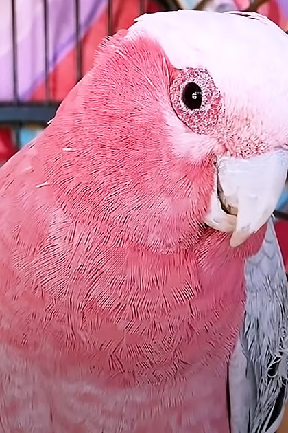 A pink cockatoo with white head feathers perches indoors, near a brown dog on a cushioned pet bed under natural daylight.