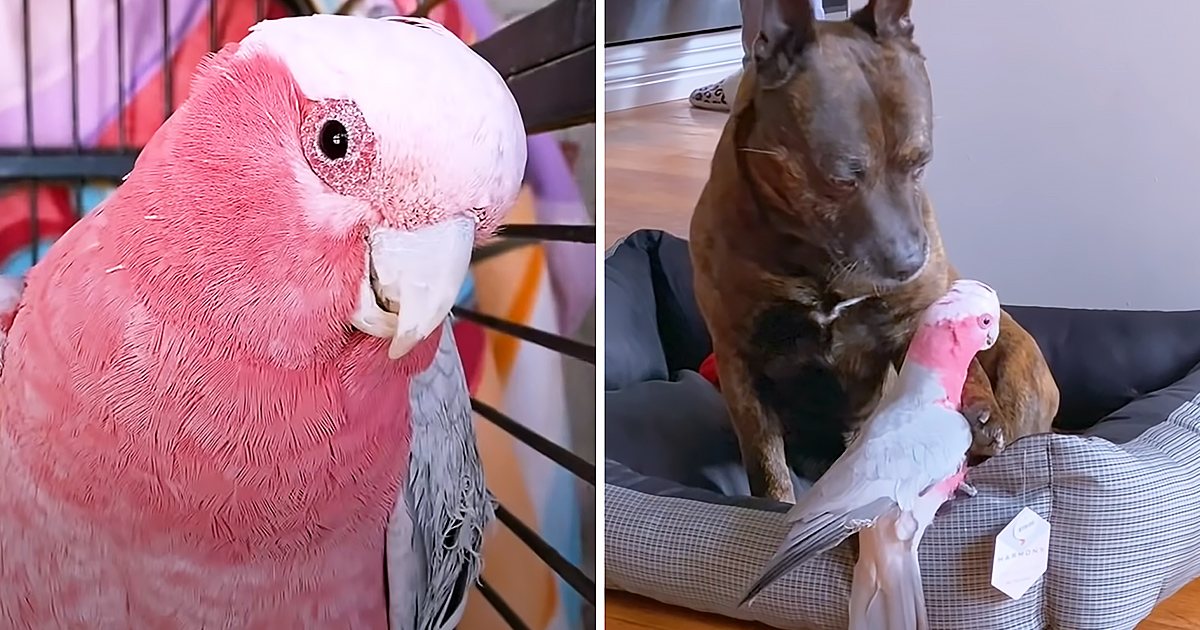 A pink cockatoo with white head feathers perches indoors, near a brown dog on a cushioned pet bed under natural daylight.
