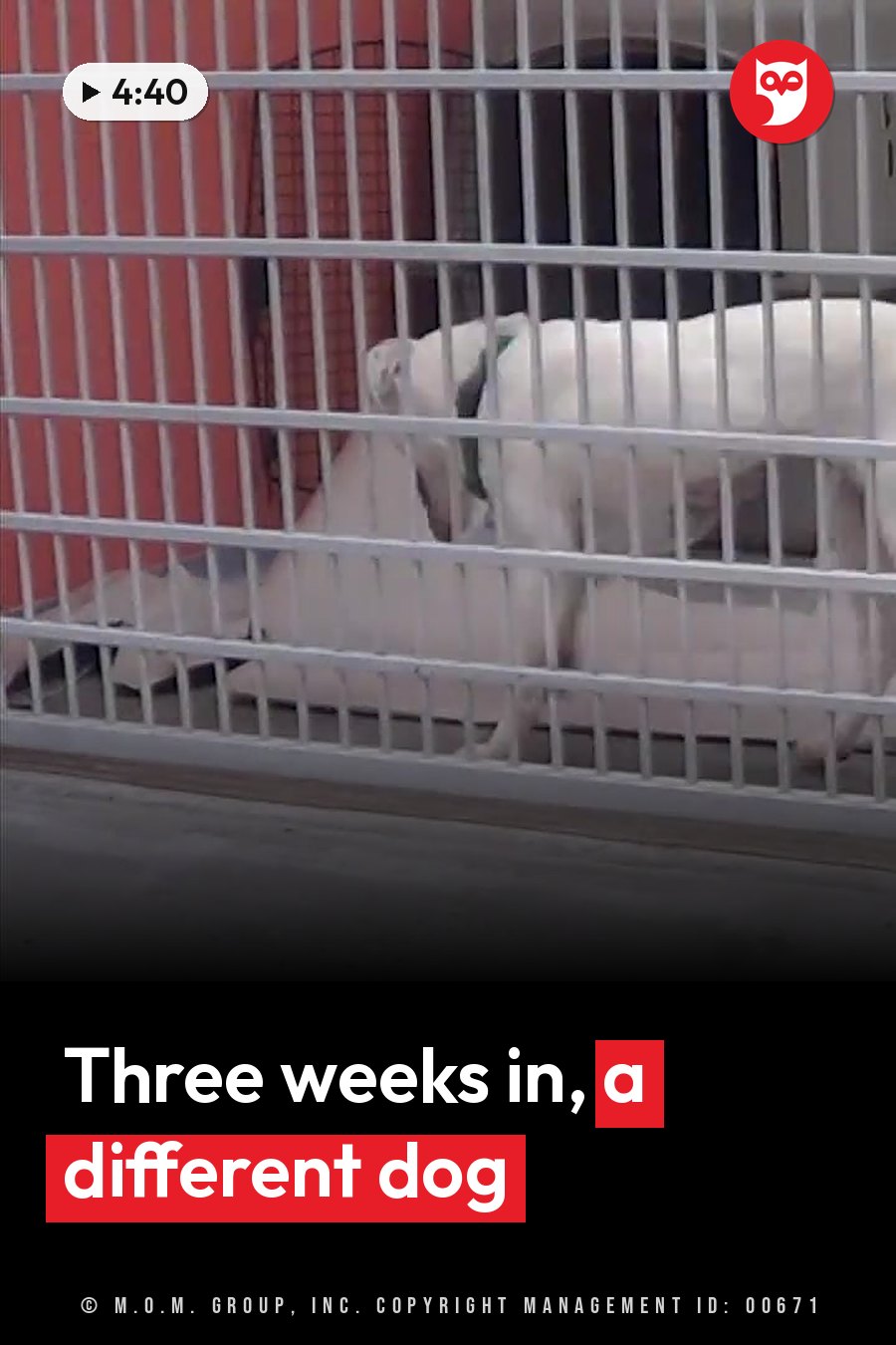 A white dog stands behind the metal bars of a cage, with a red wall behind her. A headline runs in white letters across the lower third.
