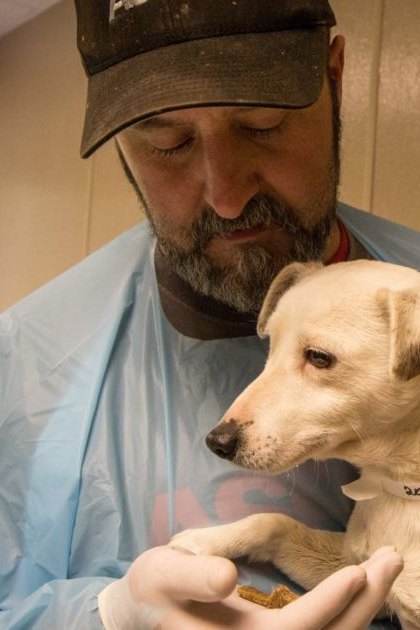 An adult male wearing a light blue disposable surgical gown, holding an adult Labrador Retriever mix in what appears to be an animal shelter or veterinary clinic with beige walls and greenery outside.